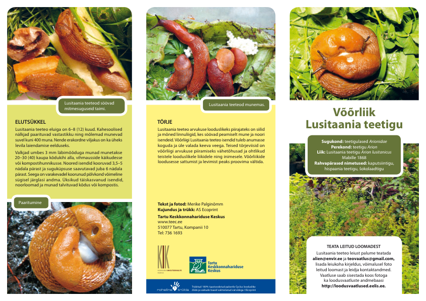 voldik_lusitaaniateetigu
